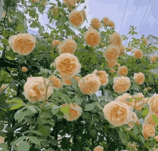 Blossom Climb - Elegant Climbing Rose Flower Seeds