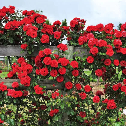 Blossom Climb - Elegant Climbing Rose Flower Seeds