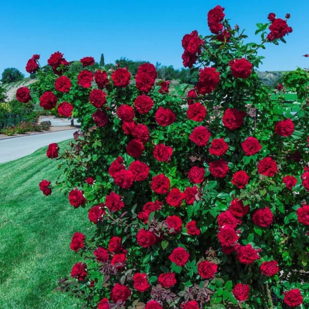 Blossom Climb - Elegant Climbing Rose Flower Seeds