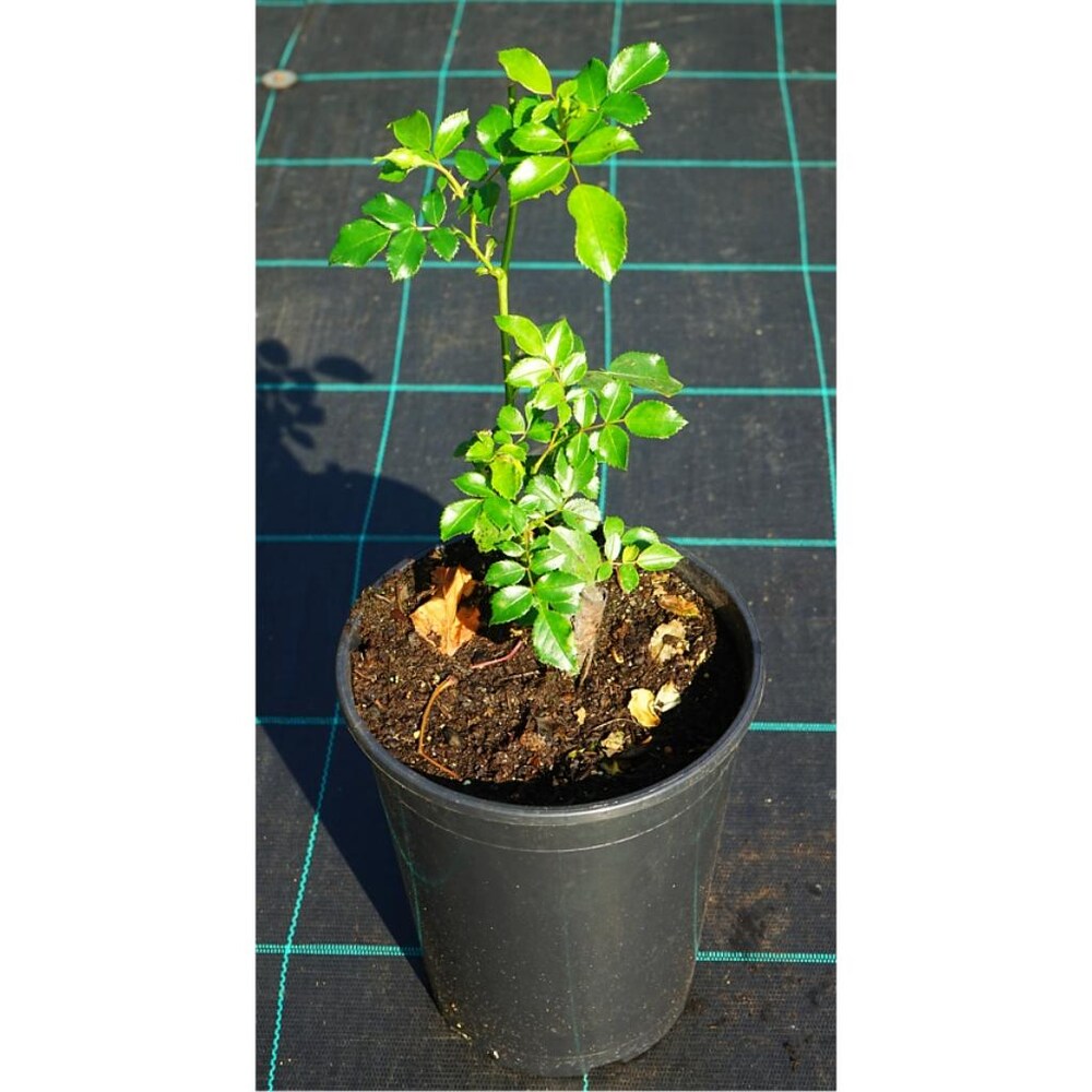 Blossom Climb - Elegant Climbing Rose Flower Seeds