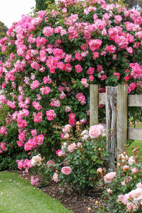 Blossom Climb - Elegant Climbing Rose Flower Seeds