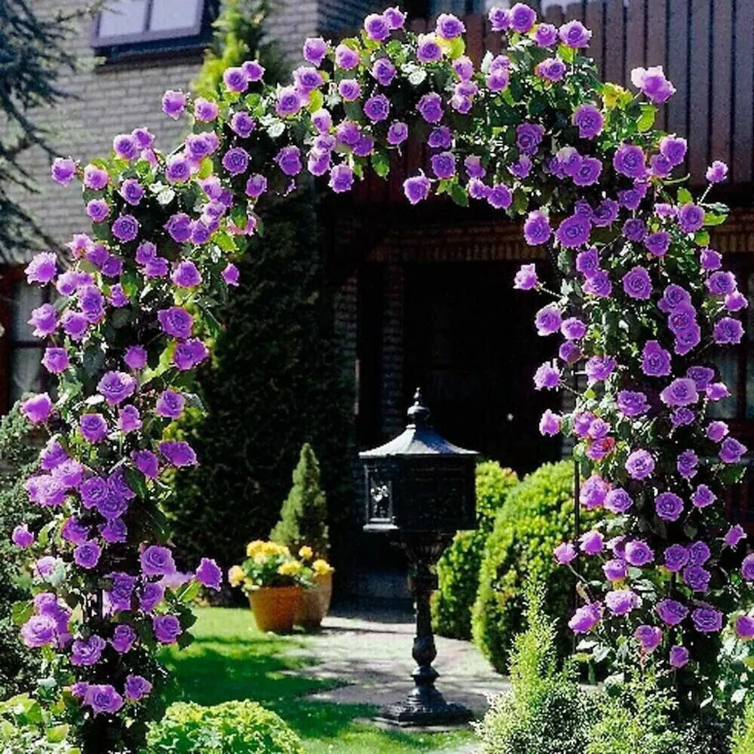 Blossom Climb - Elegant Climbing Rose Flower Seeds
